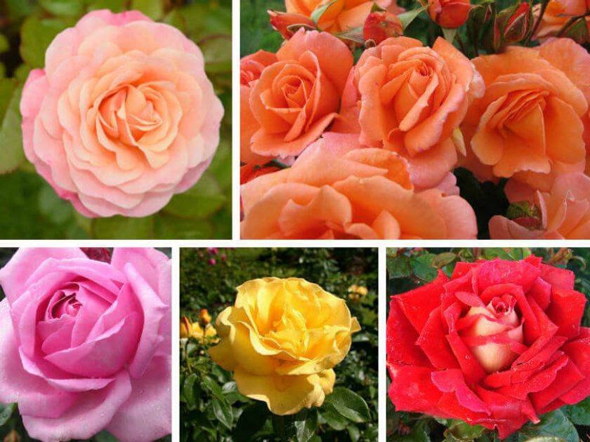 Remember Roses 13 Beautiful Remembrance Roses To Plant In Loving Memory | Funeral Guide